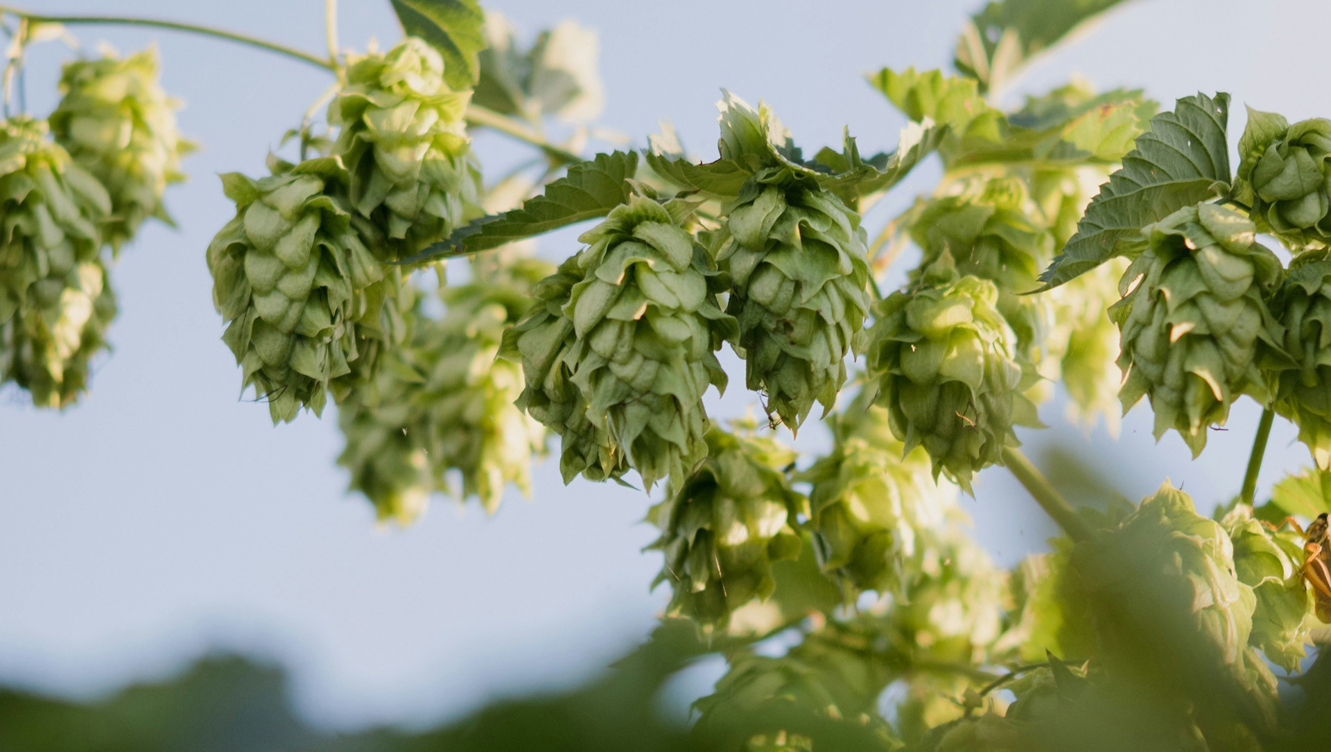 Green hop cones hang from a vine in soft daylight, suggesting a lush garden setting.